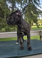 Sage, a female Cane Corso for sale in Ticonderoga, NY – 2 of 8