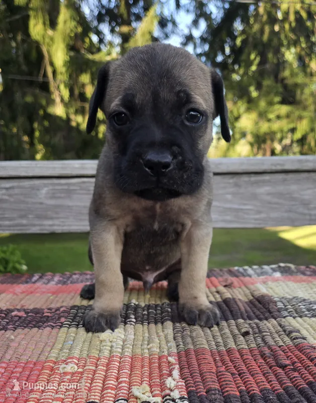 AKC Baylar – Cane Corso puppy for sale in Ticonderoga, NY