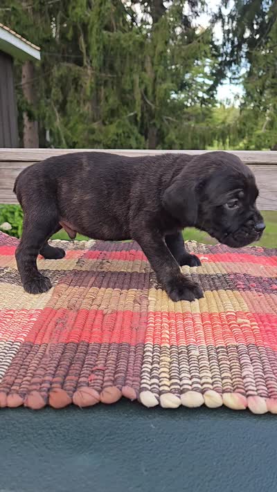 AKC Banshee , a male Cane Corso for sale in Ticonderoga, NY – 8 of 8