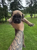 AKC Valiente , a male Cane Corso for sale in Ticonderoga, NY – 6 of 6