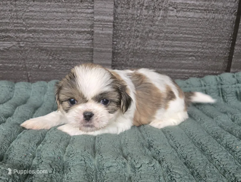 Duke – Pekingese, Shih Tzu puppy for sale in Ticonderoga, NY