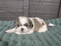 Duke, a male Pekingese and Shih Tzu for sale in Ticonderoga, NY – 1 of 6