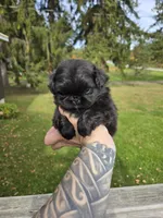 Daliah, a female Pekingese for sale in Ticonderoga, NY – 4 of 6