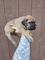 Comanche , a male Cane Corso for sale in Ticonderoga, NY – 2 of 7