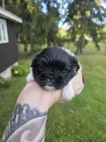 Deja Vu, a female Pekingese for sale in Ticonderoga, NY – 6 of 7