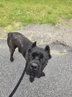 Savage , a female Cane Corso for sale in Ticonderoga, NY – 7 of 7