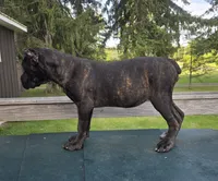Sage, a female Cane Corso for sale in Ticonderoga, NY – 6 of 8
