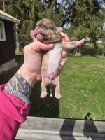 Boss Hogg, a male Pekingese and Shih Tzu for sale in Ticonderoga, NY – Photo 2 of 5