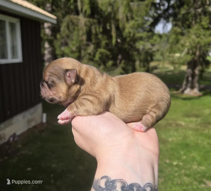 Boss Hogg – Pekingese, Shih Tzu puppy for sale in Ticonderoga, NY