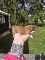 Boss Hogg, a male Pekingese and Shih Tzu for sale in Ticonderoga, NY – Photo 3 of 5