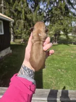 Boss Hogg, a male Pekingese and Shih Tzu for sale in Ticonderoga, NY – Photo 4 of 5