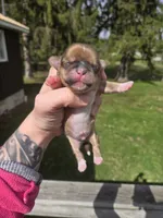 Boss Hogg, a male Pekingese and Shih Tzu for sale in Ticonderoga, NY – Photo 5 of 5