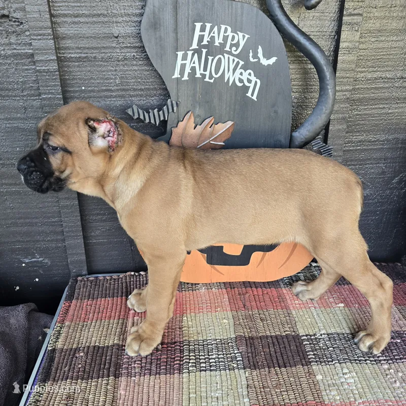 AKC Vladimir  – Cane Corso puppy for sale in Ticonderoga, NY