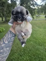 Darla, a female Pekingese for sale in Ticonderoga, NY – 3 of 6
