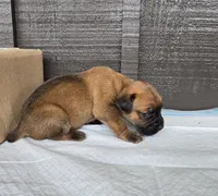 AKC Vladimir , a male Cane Corso for sale in Ticonderoga, NY – 3 of 5