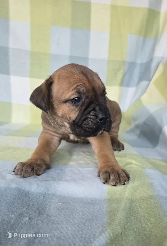 Sonya  – Cane Corso puppy for sale in Ticonderoga, NY