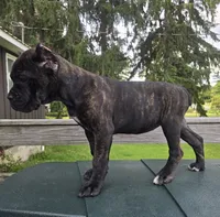 Sadie, a female Cane Corso for sale in Ticonderoga, NY – 6 of 6