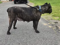 Savage , a female Cane Corso for sale in Ticonderoga, NY – 5 of 7