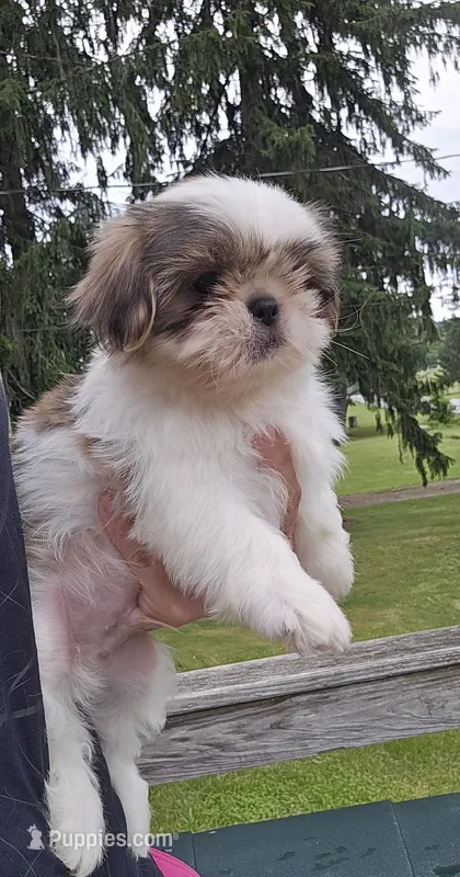 Duke – Pekingese, Shih Tzu puppy for sale in Ticonderoga, NY