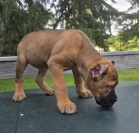 Scarlett , a female Cane Corso for sale in Ticonderoga, NY – 5 of 6