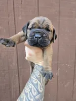 Lakota, a female Cane Corso for sale in Ticonderoga, NY – 7 of 7