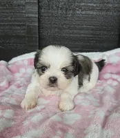 Lulu, a female Pekingese and Shih Tzu for sale in Ticonderoga, NY – 3 of 6