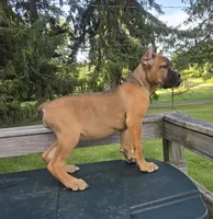 Scarlett , a female Cane Corso for sale in Ticonderoga, NY – 4 of 6