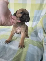 Sonya , a female Cane Corso for sale in Ticonderoga, NY – 7 of 7