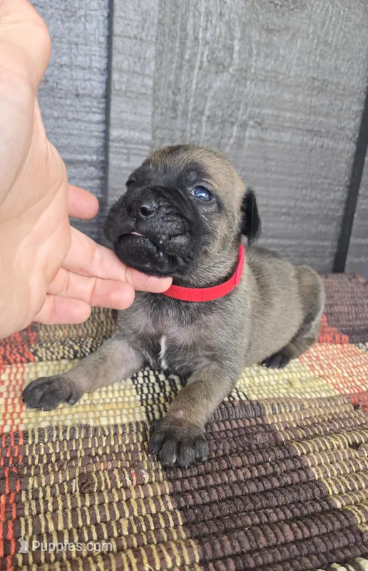 AKC Baylar – Cane Corso puppy for sale in Ticonderoga, NY