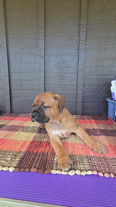AKC Vladimir , a male Cane Corso for sale in Ticonderoga, NY – 6 of 7