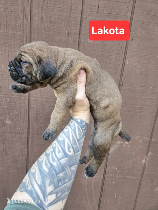 Lakota, a female Cane Corso for sale in Ticonderoga, NY – 1 of 7