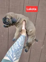 Lakota, a female Cane Corso for sale in Ticonderoga, NY – 1 of 7