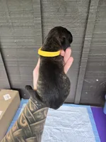AKC Banshee , a male Cane Corso for sale in Ticonderoga, NY – 3 of 4