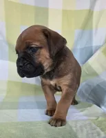 Ruby, a female Cane Corso for sale in Ticonderoga, NY – 4 of 9