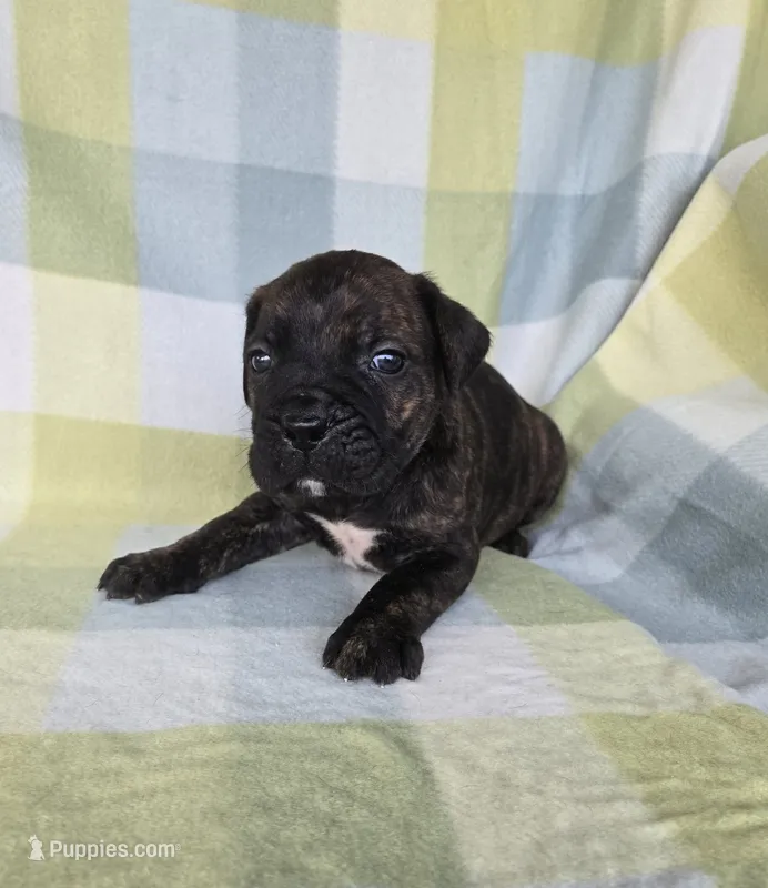 Sarge  – Cane Corso puppy for sale in Ticonderoga, NY