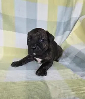 Sarge , a male Cane Corso for sale in Ticonderoga, NY – 1 of 6