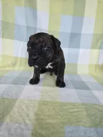 Sarge , a male Cane Corso for sale in Ticonderoga, NY – 2 of 6