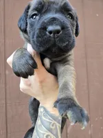 Shoshone, a female Cane Corso for sale in Ticonderoga, NY – 7 of 7