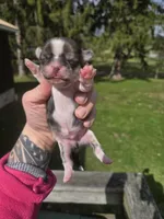 Rosco, a male Pekingese and Shih Tzu for sale in Ticonderoga, NY – Photo 5 of 6