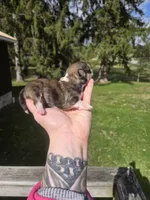 Rosco, a male Pekingese and Shih Tzu for sale in Ticonderoga, NY – Photo 4 of 6