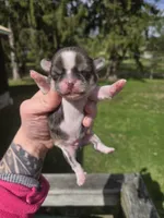 Rosco, a male Pekingese and Shih Tzu for sale in Ticonderoga, NY – Photo 3 of 6