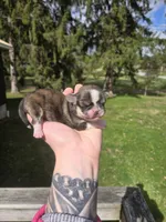 Rosco, a male Pekingese and Shih Tzu for sale in Ticonderoga, NY – Photo 2 of 6