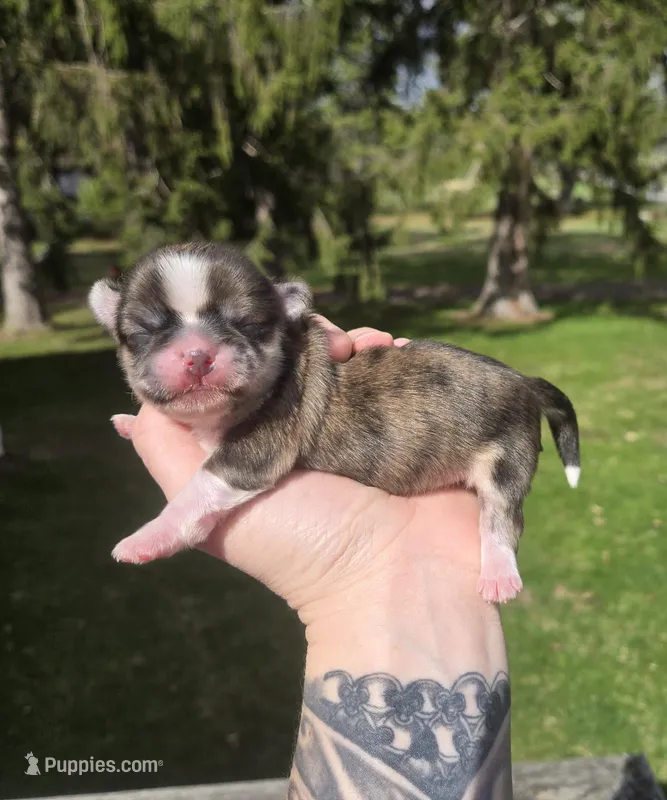 Rosco – Pekingese, Shih Tzu puppy for sale in Ticonderoga, NY