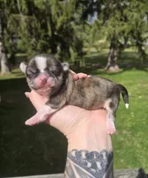 Rosco, a male Pekingese and Shih Tzu for sale in Ticonderoga, NY – Photo 1 of 6