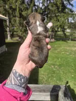 Rosco, a male Pekingese and Shih Tzu for sale in Ticonderoga, NY – Photo 6 of 6