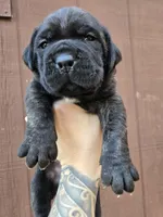 Apache , a male Cane Corso for sale in Ticonderoga, NY – 2 of 7