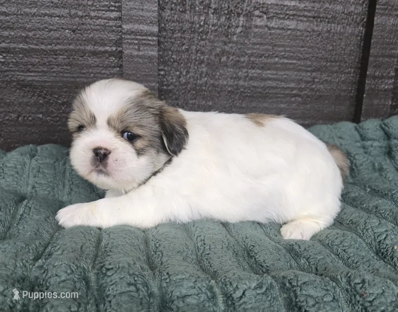Bo – Pekingese, Shih Tzu puppy for sale in Ticonderoga, NY