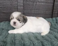 Bo, a male Pekingese and Shih Tzu for sale in Ticonderoga, NY – 1 of 6