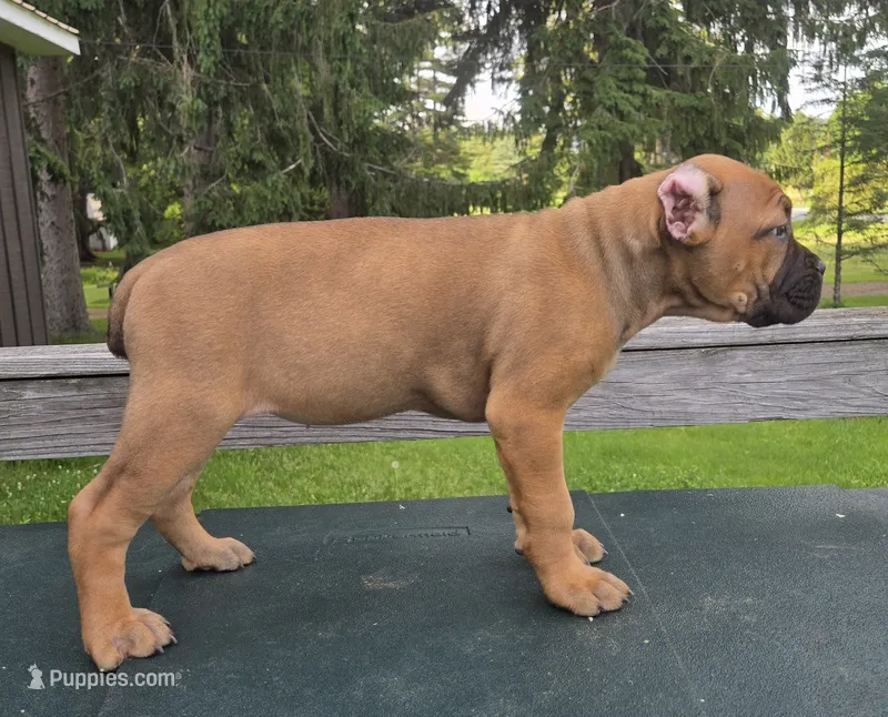 ICCF Sonya  – Cane Corso puppy for sale in Ticonderoga, NY