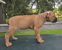 ICCF Sonya , a female Cane Corso for sale in Ticonderoga, NY – 1 of 5